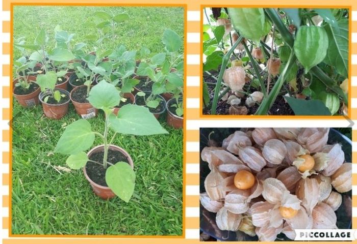 Physalis Seeds