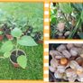 Physalis Seeds Image 10