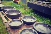 Bowls with fish carving