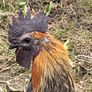 Rooster Image 2
