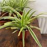 Bushy medium spider plant house plant Image 3