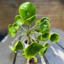 Chinese Money Plant (Pilea peperomioides) Image 3