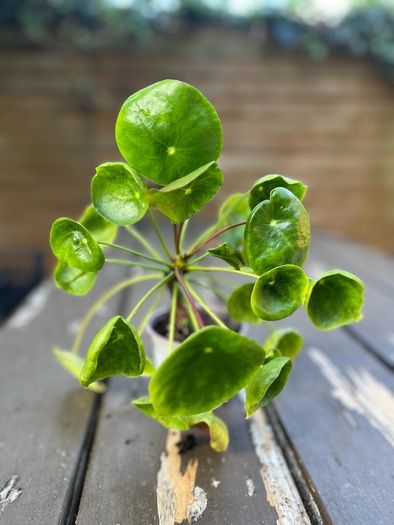 Chinese Money Plant (Pilea peperomioides)