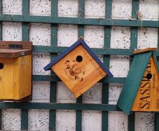 Bird Boxes