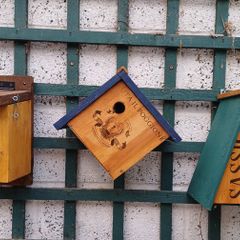 Bird Boxes