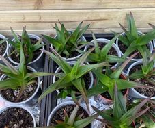 Aloe Vera
