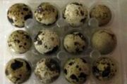 Quail Hatching Eggs