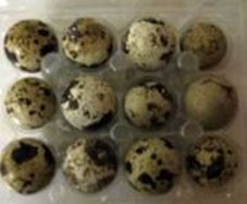 Quail Hatching Eggs