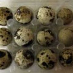 Quail Hatching Eggs
