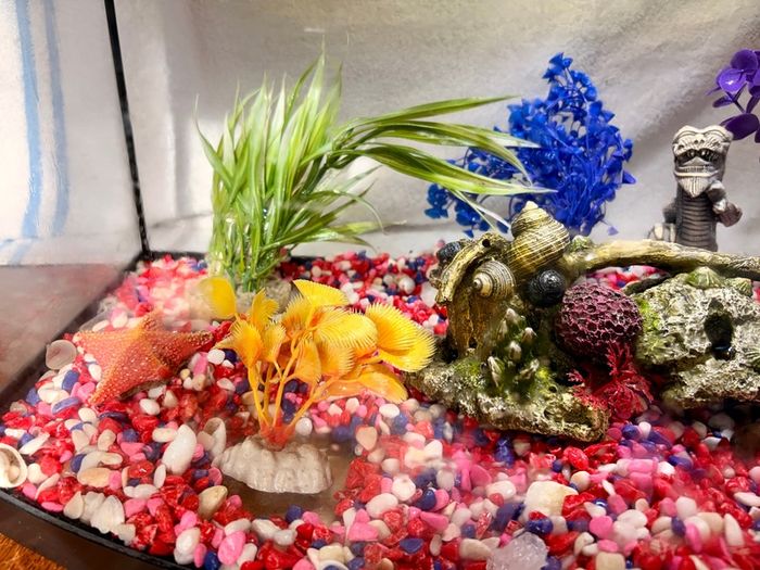 Fish Tank Aqua 60cm - Bow Front Aquarium 45L