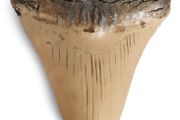 1/1  copy of a prehistoric megladon shark tooth.