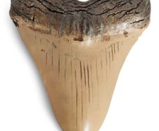 1/1  copy of a prehistoric megladon shark tooth.