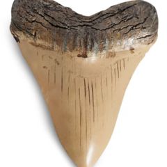 1/1  copy of a prehistoric megladon shark tooth.