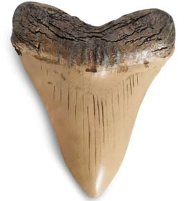 1/1  copy of a prehistoric megladon shark tooth.