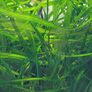 Vallisneria aquarium plant Image 2
