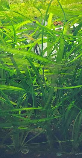 Vallisneria aquarium plant