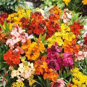 (W) Wallflower Tom Thumb seeds 1g