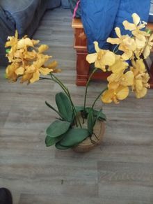 Flower in pot