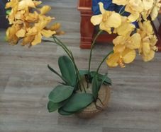 Flower in pot