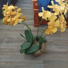 Flower in pot