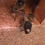 Queen bees mated and non mated as well Image 5
