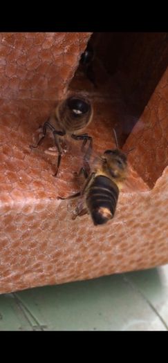 Queen bees mated and non mated as well