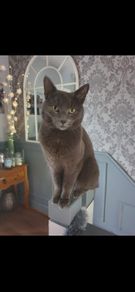 cat lost