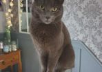cat lost