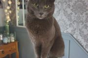 cat lost