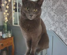 cat lost