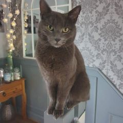 cat lost