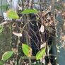 weeping willow Image 2