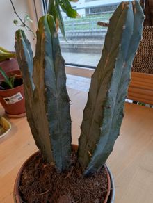 Stunning Blue Myrtle Cactus Healthy, 3-Stem Specimen