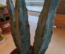 Stunning Blue Myrtle Cactus Healthy, 3-Stem Specimen