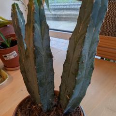 Stunning Blue Myrtle Cactus Healthy, 3-Stem Specimen