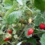 Alpine Strawberry Seeds Image 4