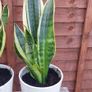 Sansevieria/ snake plant Image 5