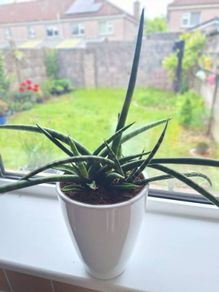 African Spear Plant in Ceramic Pot