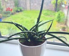African Spear Plant in Ceramic Pot