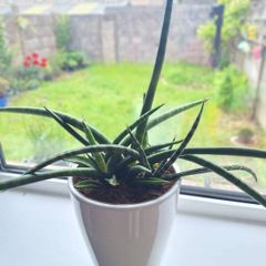 African Spear Plant in Ceramic Pot