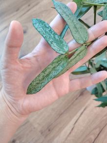 Hoya Pandurata Silver Splash