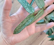 Hoya Pandurata Silver Splash