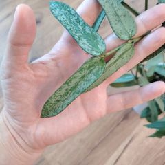 Hoya Pandurata Silver Splash