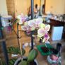 plant Image 2