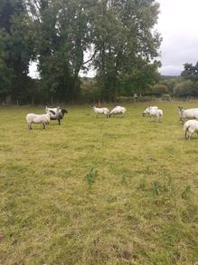 Hoggets