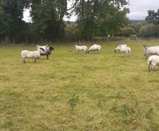 Hoggets