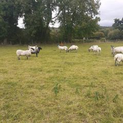 Hoggets