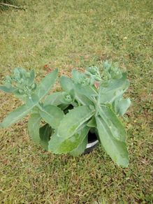 Plant