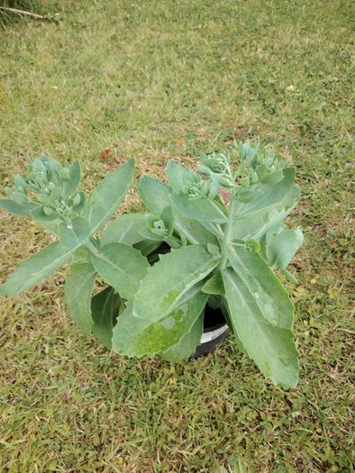 Plant