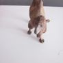 2017  Collecta Animal Toy / Figure Bactrian Camel Image 2